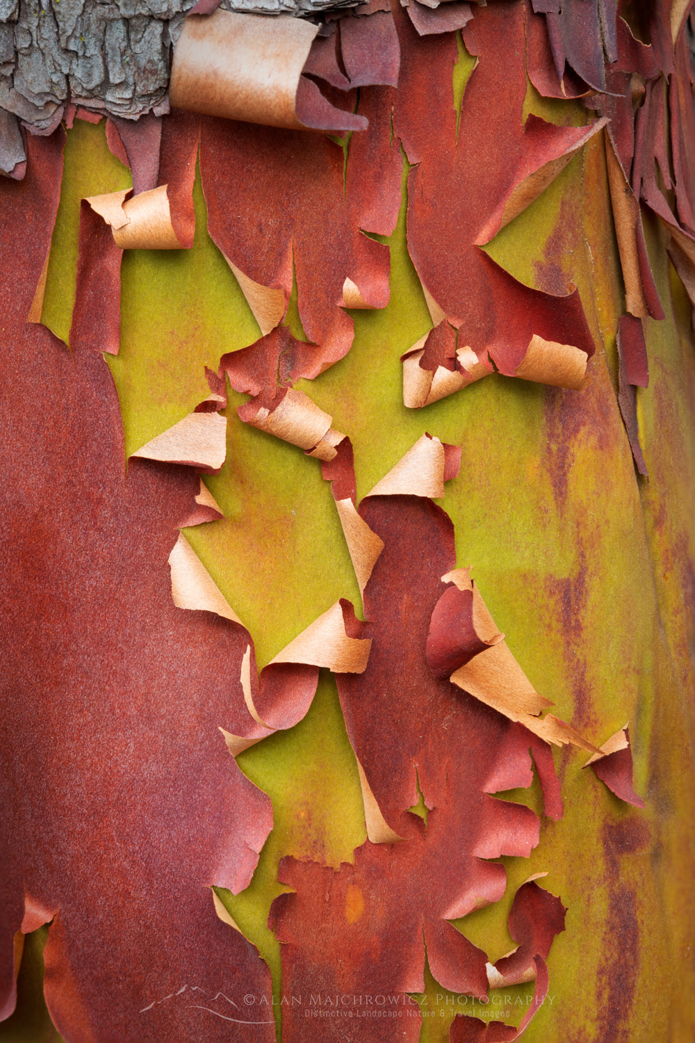 Pacific Madrone, or Madrona (Arbutus menziesii) bark detail. San Juan Island, Washington #87739