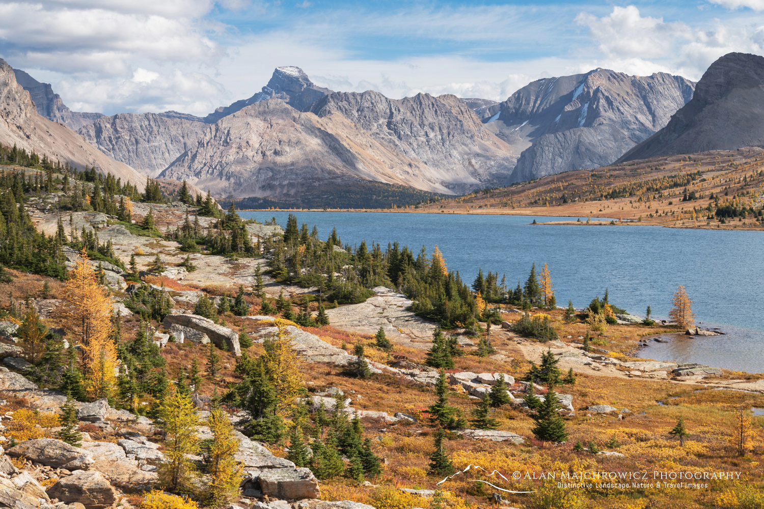 Subalpine Larches along Ptarmigan Lake on the Skoki Loop Trail. Banff National Park, Alberta, Canada #88516