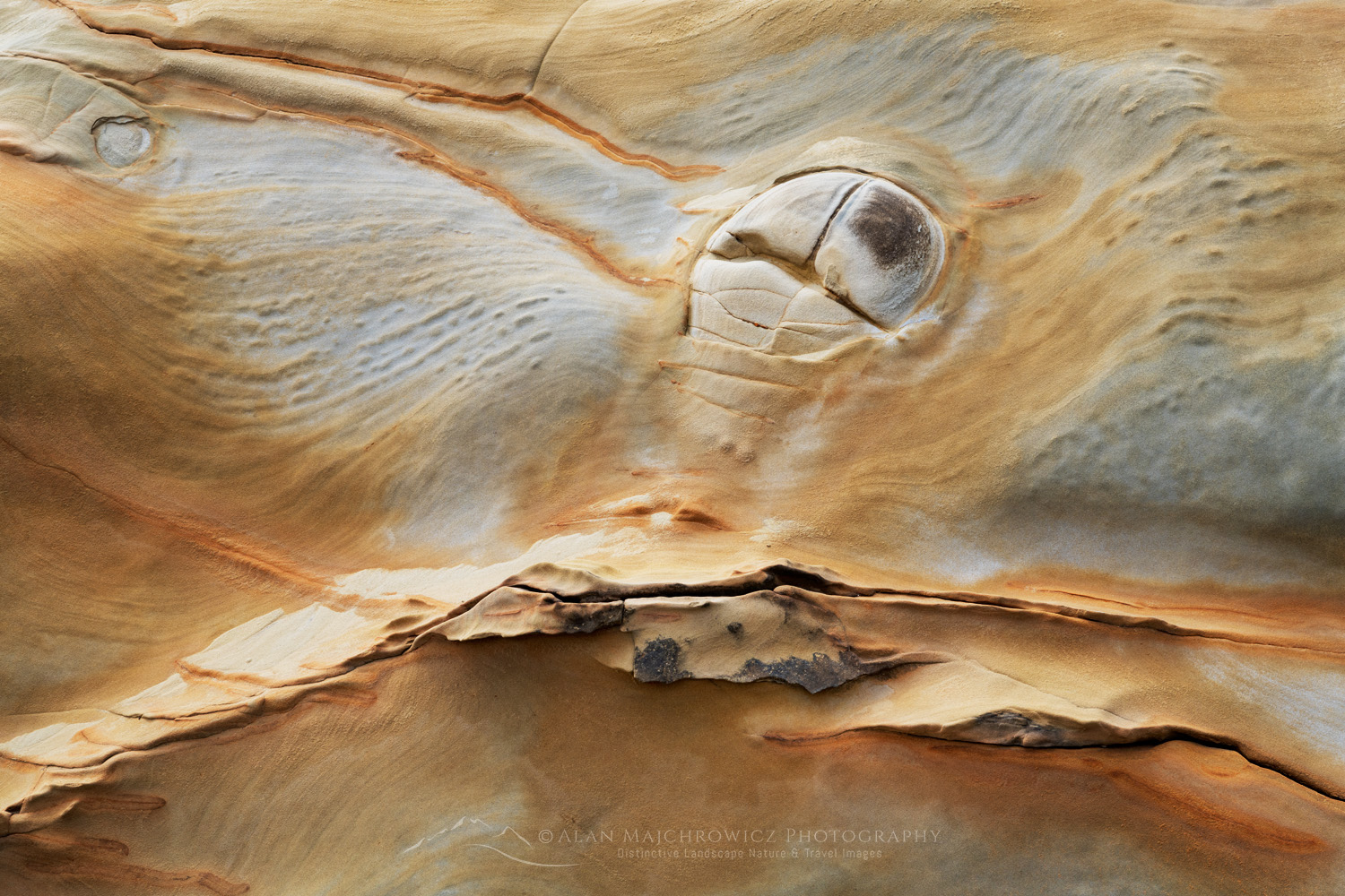 Shore Acres State Park, Oregon, mineral concretions #87826