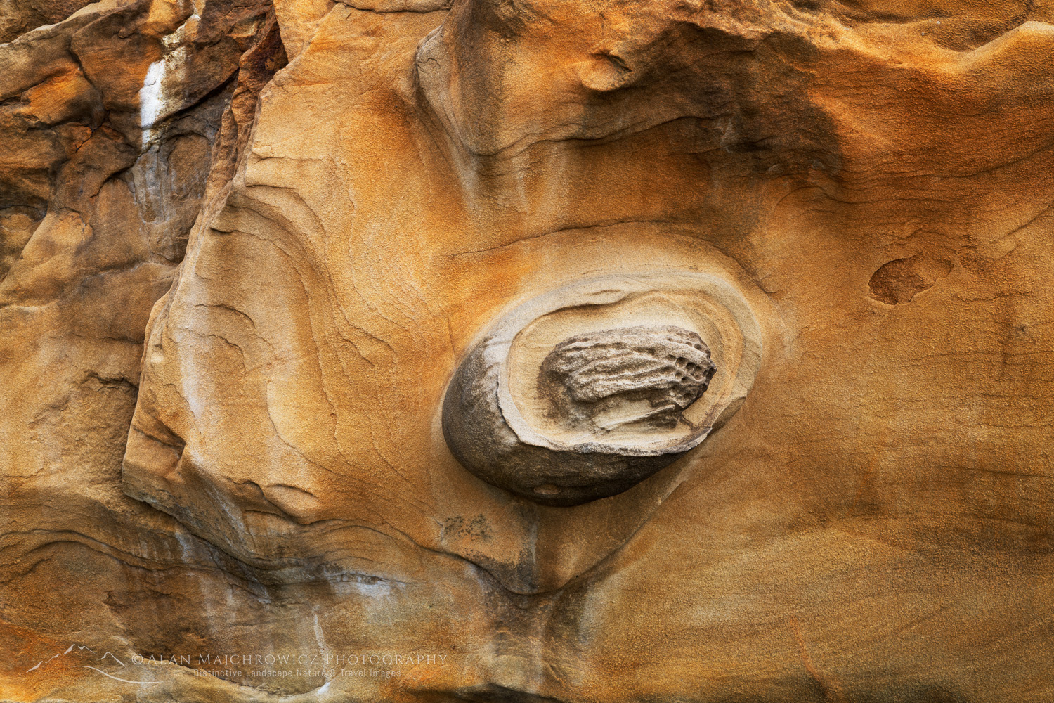 Shore Acres State Park, Oregon, mineral concretions #87827
