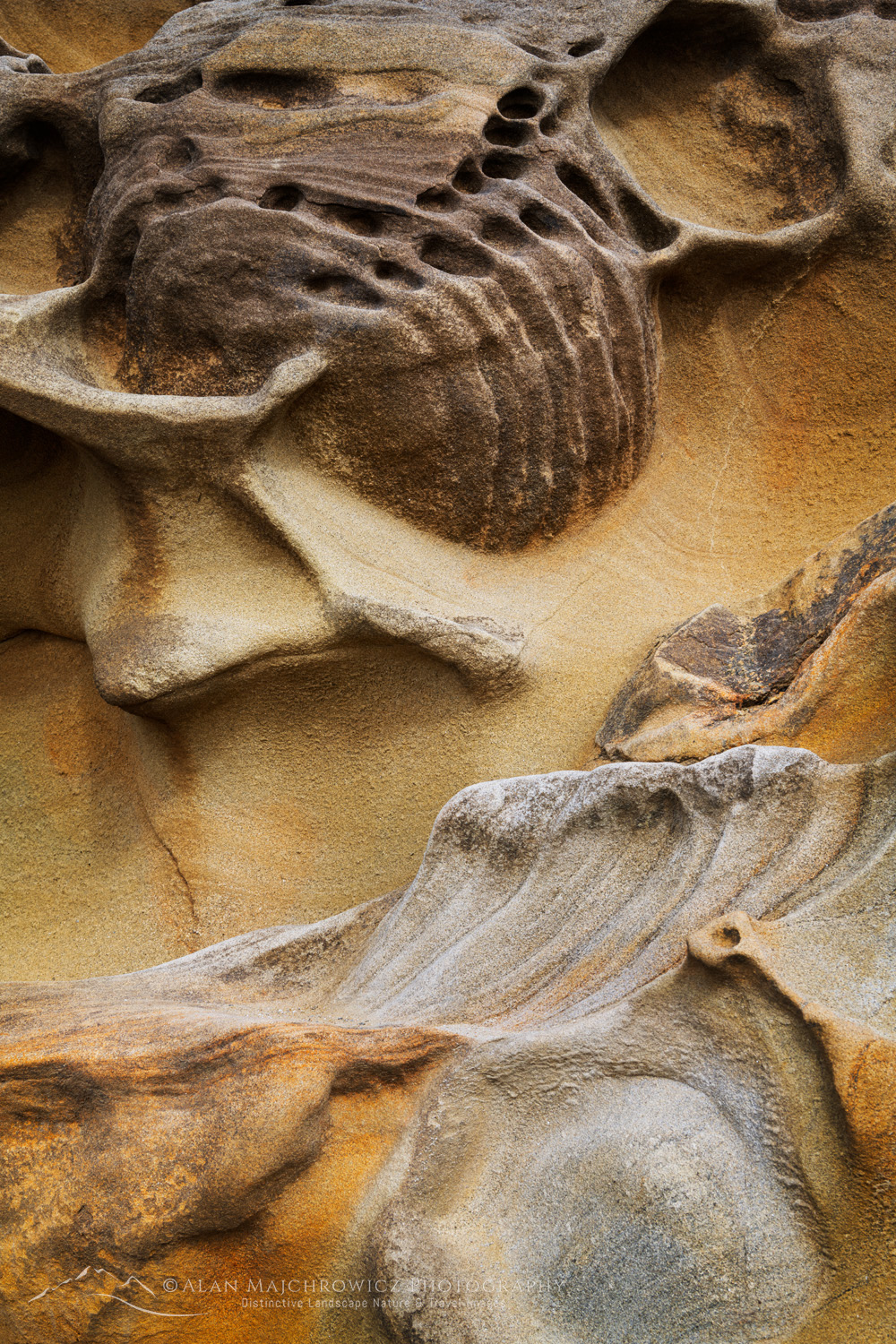 Shore Acres State Park, Oregon, mineral concretions #87832