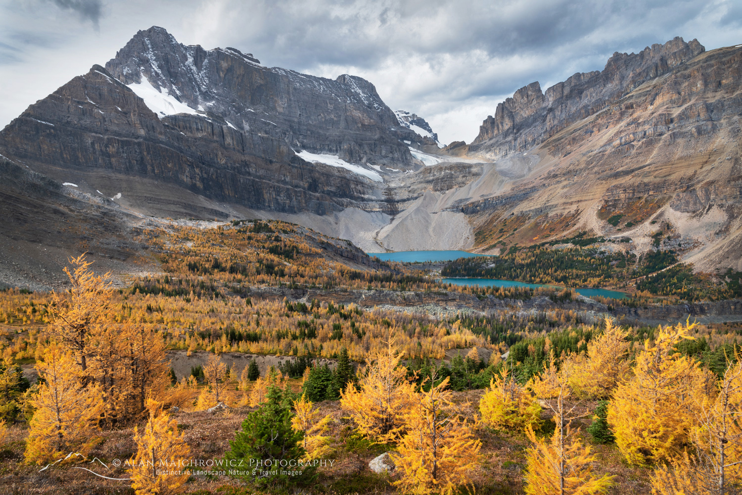 Subalpine larches in autumn color with Skoki Lakes and Ptarmigan Peak in the distance. Banff National Park, Alberta, Canada #88615