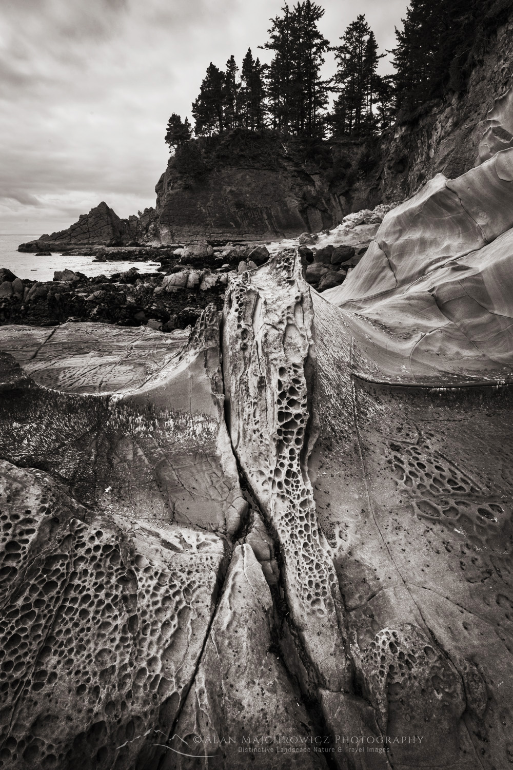 Sunset Bay State Park, Oregon. Tafoni eroded sandstone at low tide #87813bw