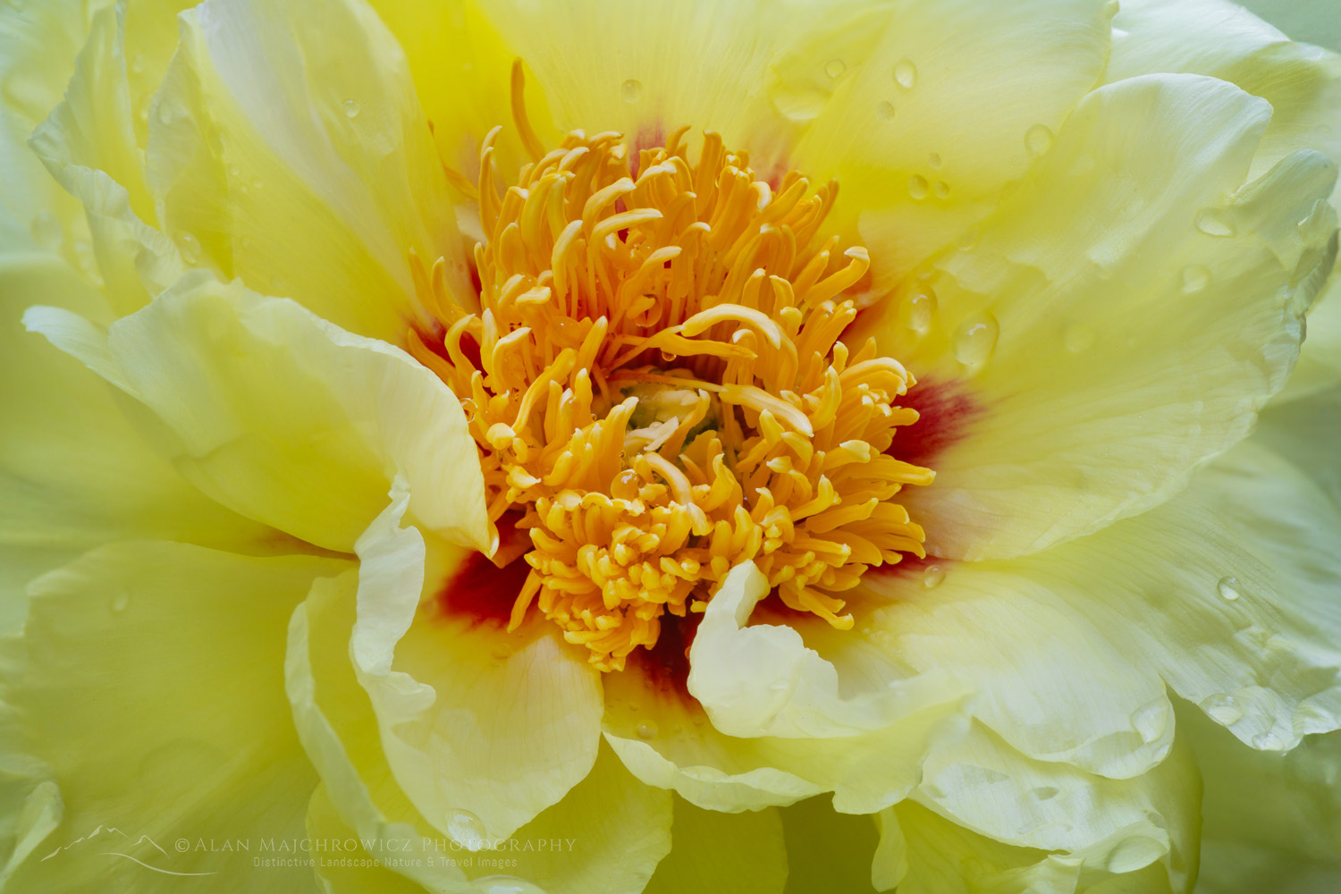 Yellow Tree Peony (Paeonia delavayi var. lutea) #870943