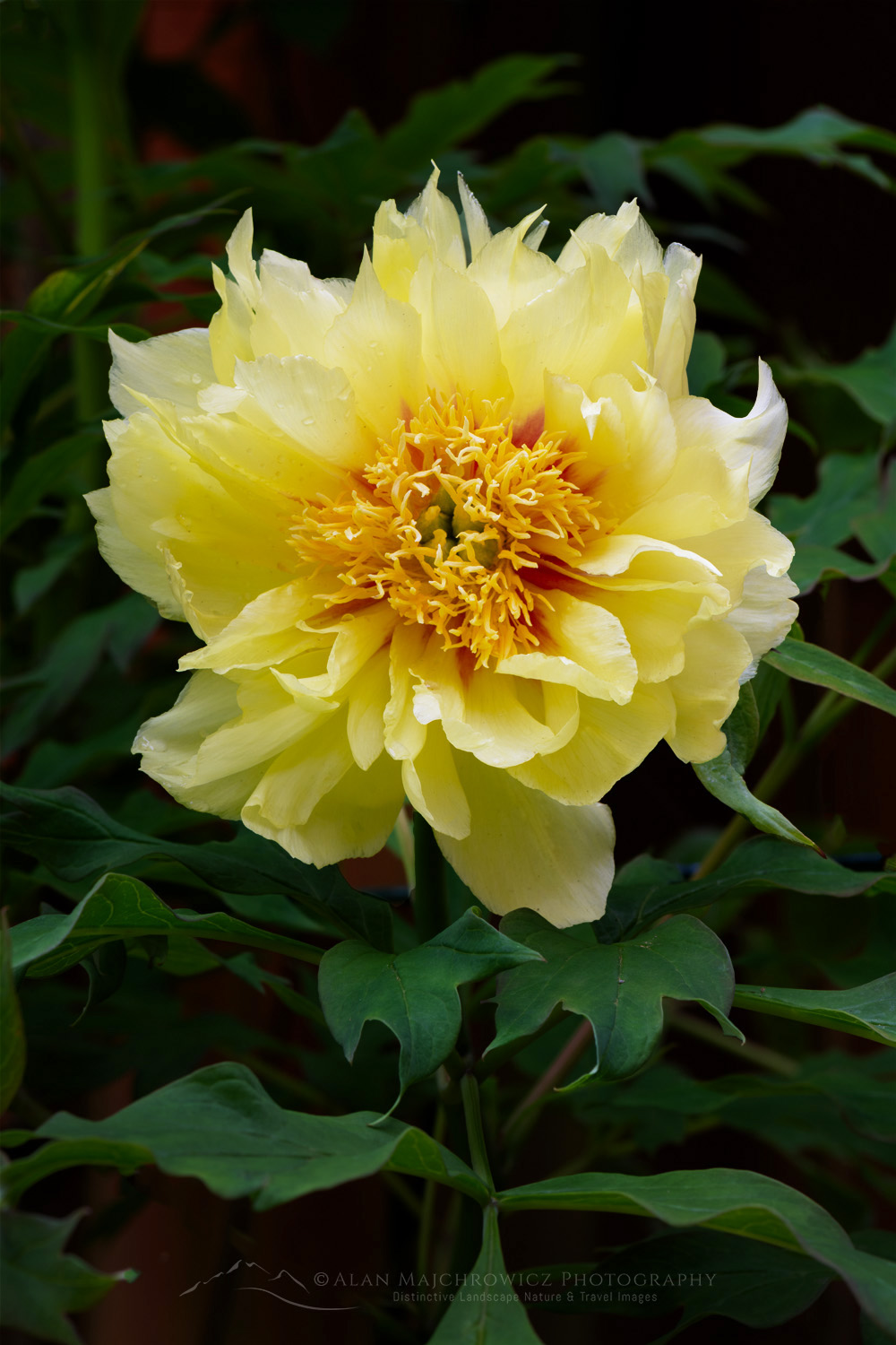 Yellow Tree Peony (Paeonia delavayi var. lutea) #870947